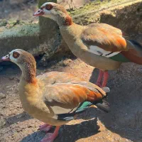 غاز مصری / غاز فرعون
