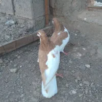 جفت چپ زرد  درجه یک