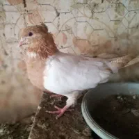 پرشی و پلاکی