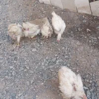 جوجه خروس