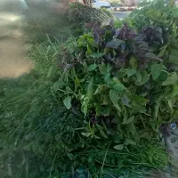 سبزی خورشتی همچی جور