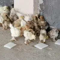 جوجه برهمااصیل نژاد رومانوف دوهفته ای