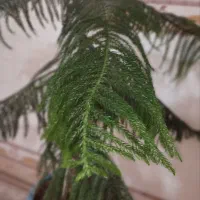 فروش گل طبیعی سرحال و سالم با کمترین قیمت