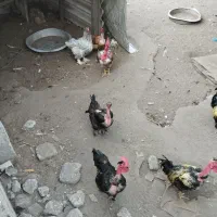 مرغ و خروس گردن لختی مرغ محلی
