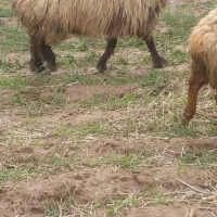 قوچ بختیاری ۳سال جوان