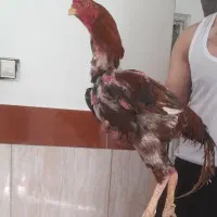 خروس لاری