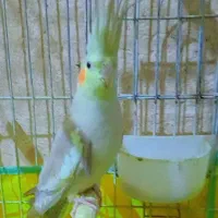یک جفت عروس هلندی سخن گو