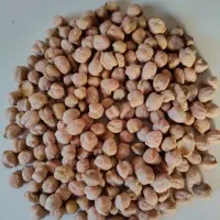 نخود تازه تازه امسالی بهترین نخودلرستان