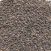 گاودانه مغان درجه یک