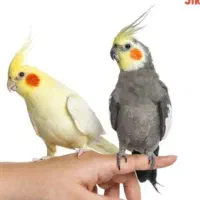 عروس هلندی