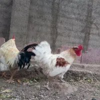 ۲ تا خروس