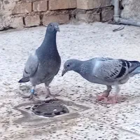 یک‌جفت‌جوجه‌پلاکی