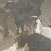 بره ماده افشاری