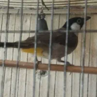 پرنده