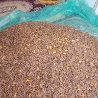 خرمای شاهانی و زرد