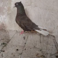 مشکی دم سفید .