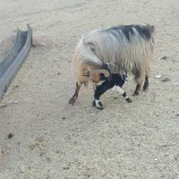 بزا بی