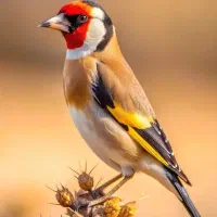سهره