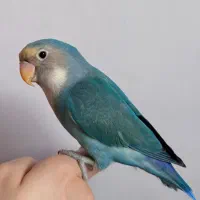طوطی برزیلی سخنگو