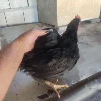 مرغ و خروس زنده