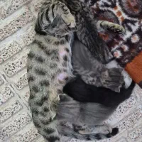 گمشده