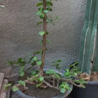 خرفه بنسای تنه دار