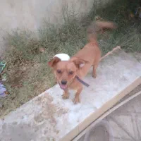 سگ پاکوتاه