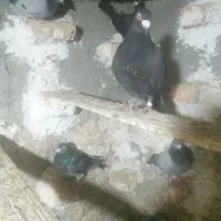 پرنده|پرنده|گرگان, |دیوار
