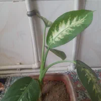 گلهای خانگی جوان ۵۰