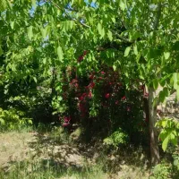 سوییت 45 متری در سنگر ابتدای کوچه شهید کمالی