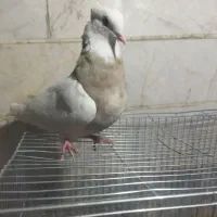 پرنده|پرنده|نجفآباد, یزدانشهر|دیوار