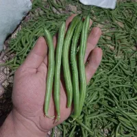 لوبیا سبز ترد و تازه