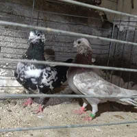 کبوتر پرشی ساعت سنگین