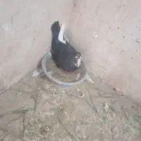 کفتر