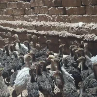 جوجه بقلمون یک ماه.   ۲۵۰ ت