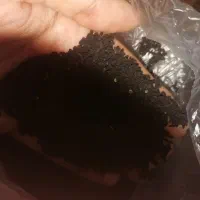 سیاه دانه گندم
