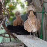 نیازمند اشپز.اشپزی سبک
