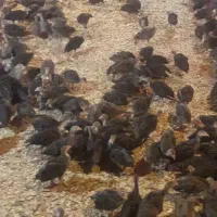 پیش فروش جوجه بوقلمون دوماهه