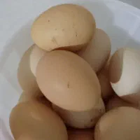 تخم مرغ