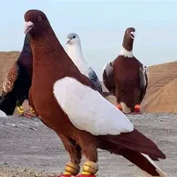 کبوتر