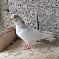 دوتا کبوتر پرشی بشرط