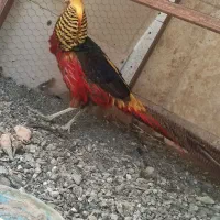 یک جفت پرنده زینتی بلژیکی