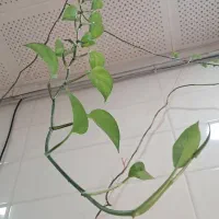 گیاه پتوس