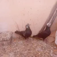 کبوتر|پرنده|مراغه, |دیوار