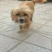 گمشده شما نیست