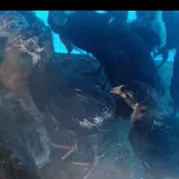 فروش ویژه جوجه محلی/گوشتی آرین/ماشینی/اردک گوشتی