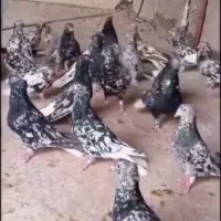 کبوتر سرور دم سفید