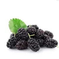 نهال و درخت شاتوت پیوندی