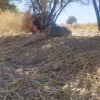سگ سراب پژدر