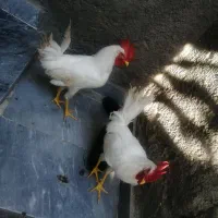 خروس سفید 7000000